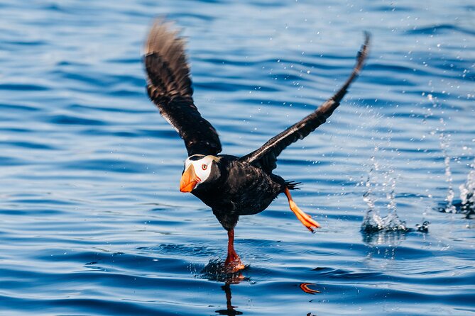 Islands of Wonder: Sitka Wildlife Boat Adventure (4 hours) - Key Points