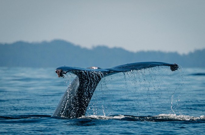 Islands of Wonder: Sitka Wildlife Boat Adventure (4 hours) - Frequently Asked Questions