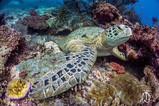 Kota Kinabalu Sunset Cruise with Buffet Dinner - Authentic Experiences and Insider Tips