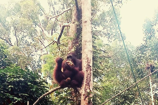 Kuching City Tour & Semenggoh Wildlife - Transportation and Comfort