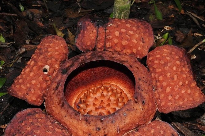 Gunung Gading National Park Tour - FAQs