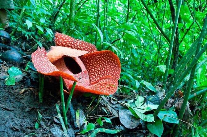 Gunung Gading National Park Tour - Key Points