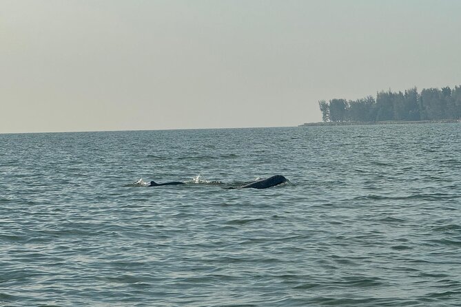Kuching Mangrove Wildlife and Fireflies (Private Tour) - Key Points