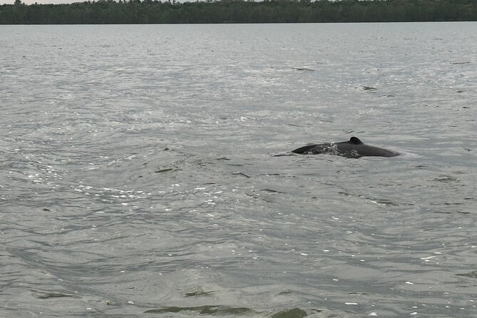 Kuching Mangrove Wildlife and Fireflies (Private Tour) - Frequently Asked Questions (FAQs)