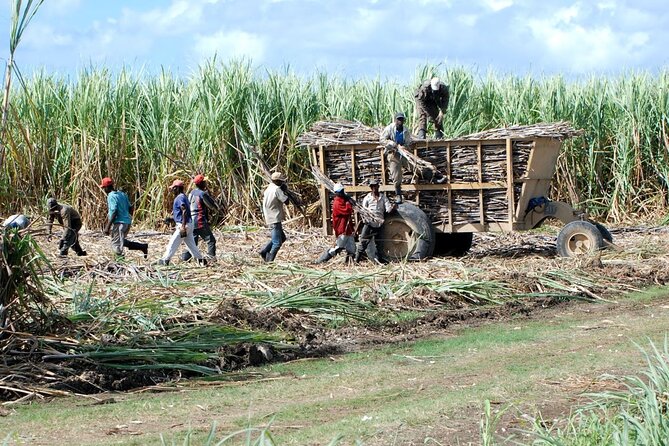 Bayahibe Safari Discovery - Final Thoughts: Is It Worth It?