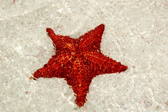 Saona by Speedboat: Private Beach & Snorkeling  Small Group - A Closer Look at the Saona Speedboat Experience