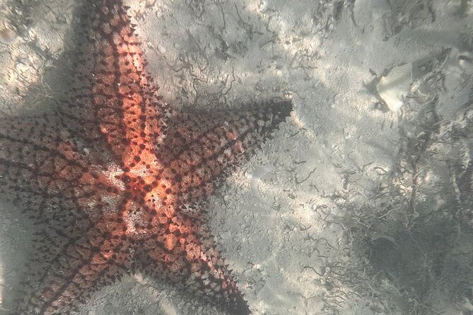 Saona Island Premium Discovery Tour from Punta Cana or Bayahíbe - What Makes This Tour Stand Out