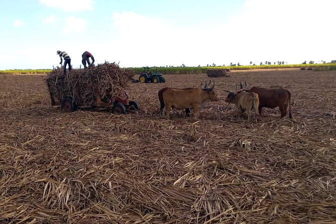 Nature and Adventure Safari Immersion in Dominican Life - Transportation, Group Size, and Practicalities