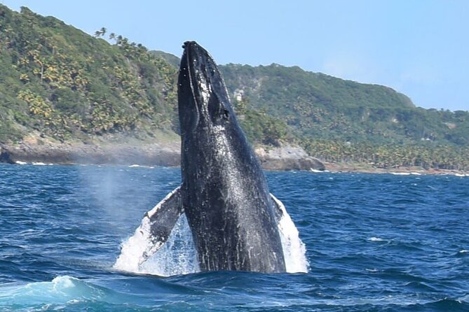 Whales Watching Half Day Experience - Key Points