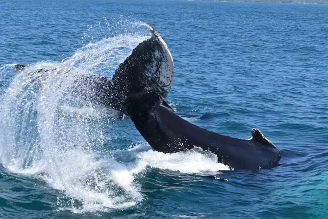 Full-day Whale watching Tour in Samana Bay from Uvero Alto - Additional Insights and Tips