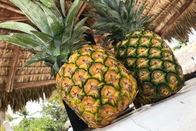 Full Day Tour to Saona Island from Samana - The Sum Up