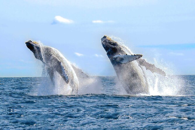 Private Whale Watching Tour in Samaná Bay from Samaná with Lunch - Exploring the Details of Your Samaná Experience