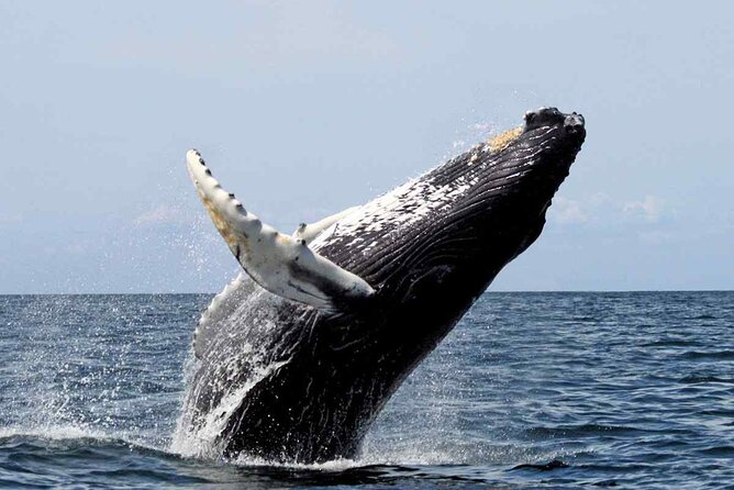 Private Whale Watching Tour in Samaná Bay from Samaná with Lunch - Cayo Levantado – Relaxation on a Tropical Paradise