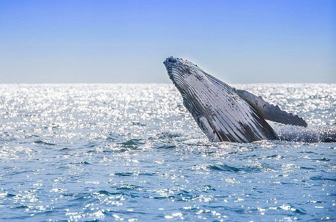 Private Whale Watching Tour in Samaná Bay from Samaná with Lunch - El Limón Waterfall – An Adventurous Journey