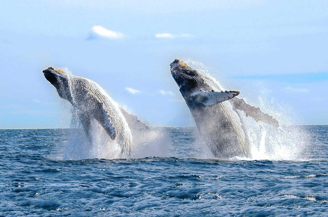 Private Whale Watching Tour in Samaná Bay from Samaná with Lunch - Who Will Love This Tour?