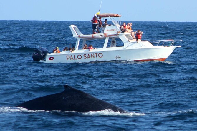 Whale Watching Tour in Samana Bay from Las Terrenas - A Detailed Look at the Tour Experience