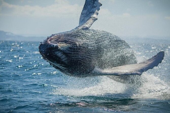 Samaná Adventure El Limón Waterfall Cayo Levantado Island Tour - Exploring Samaná’s Natural Wonders with the El Limón Waterfall and Cayo Levantado Tour