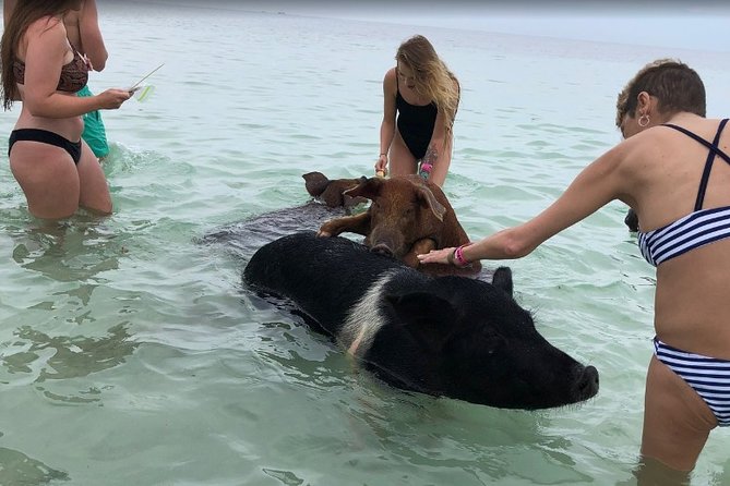 Swim with Pigs on a Tropical Island - FAQs