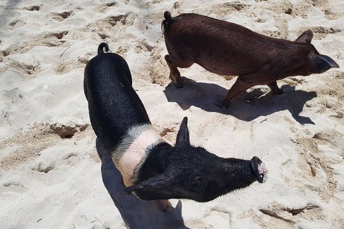 Swim with Pigs on a Tropical Island - Final Thoughts