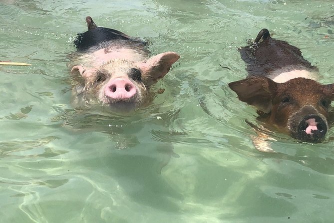 Swim with Pigs on a Tropical Island - Key Points