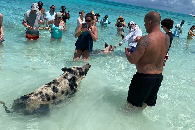 Private Rose Island, Swimming Pigs, Snorkeling and Turtles - The Stops and Their Appeal