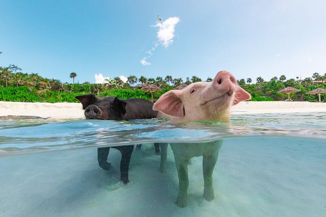 Sandy Toes The Original Rose Island and Swimming Pigs Tour - Key Points