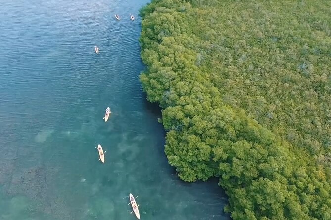 St Thomas Shore Excursion: Mangrove Lagoon Kayak and Snorkel Tour - Frequently Asked Questions