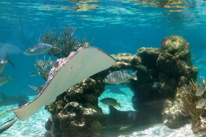 Coral World Ocean Park General Admission Ticket - Final Thoughts