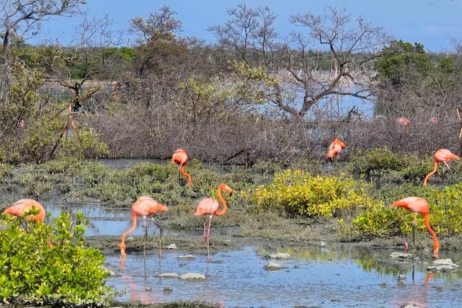 Guided Bonaire North and South Tour - An In-Depth Look at the Bonaire North and South Tour