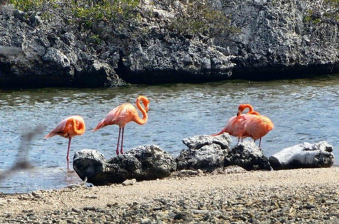 Guided Bonaire North and South Tour - FAQ about the Bonaire North and South Tour