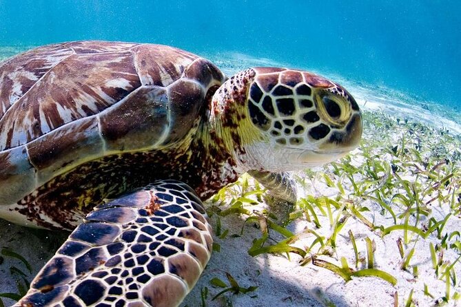 Marine Park - Private Boat charter with LOCAL Captain/ Guide - Key Points