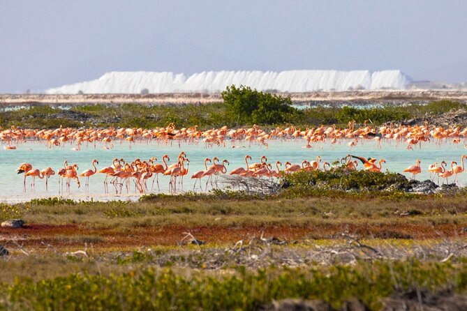 Shore Excursion: North and South Sides of Bonaire - Key Points
