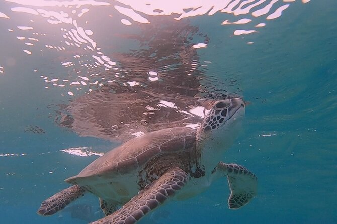 Snorkel with Turtles & see the Flamingos - Snorkeling with Turtles: The Main Event