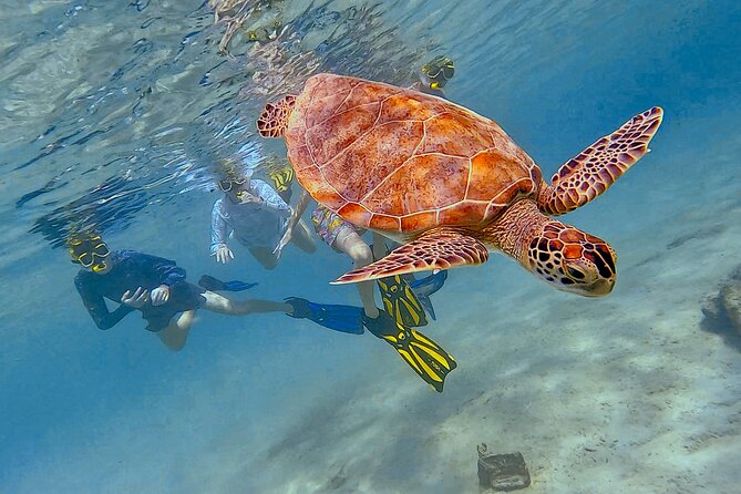 Snorkel with Turtles & see the Flamingos - Pricing and Inclusions