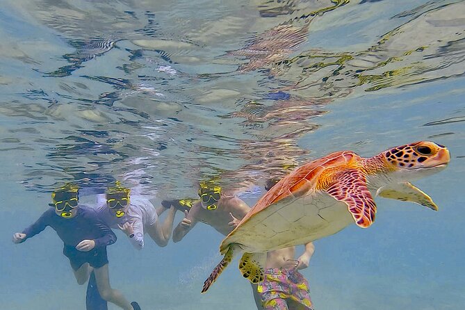 Snorkel with Turtles & see the Flamingos - Starting Point: Te Amo Beach