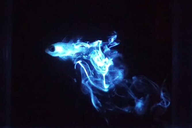 Magical Bioluminescent Night Dive - Who Would Love This Tour?