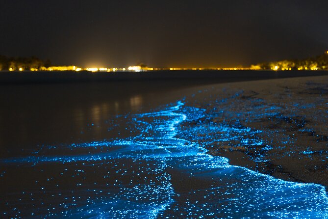 Magical Bioluminescent Night Dive - Key Points