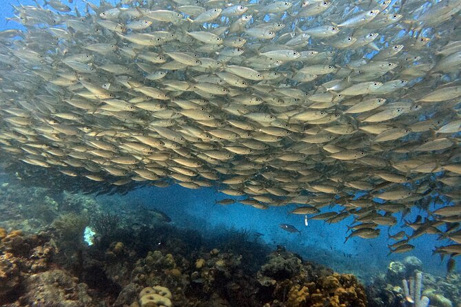Exclusive Concierge Shore Dive  Small Group Adventure (2+Divers) - A Deep Dive into the Bonaire Shore Experience
