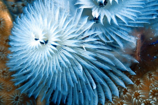 Exclusive Concierge Shore Dive  Small Group Adventure (2+Divers) - Key Points