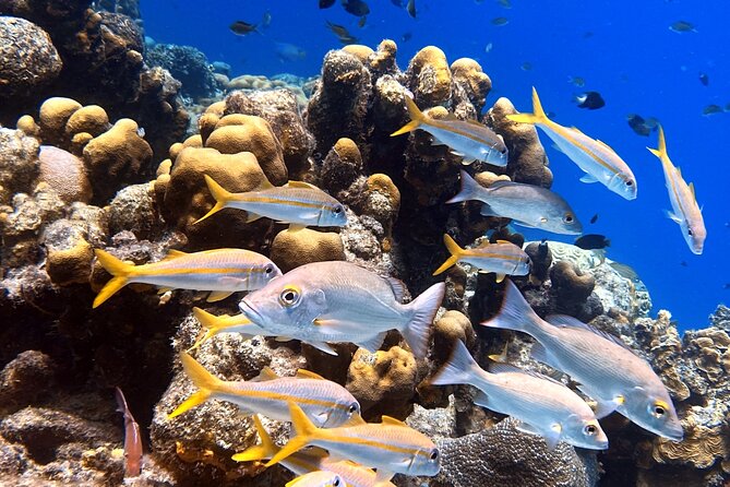 Exclusive Concierge Shore Dive  Small Group Adventure (2+Divers) - Why This Tour Offers Good Value