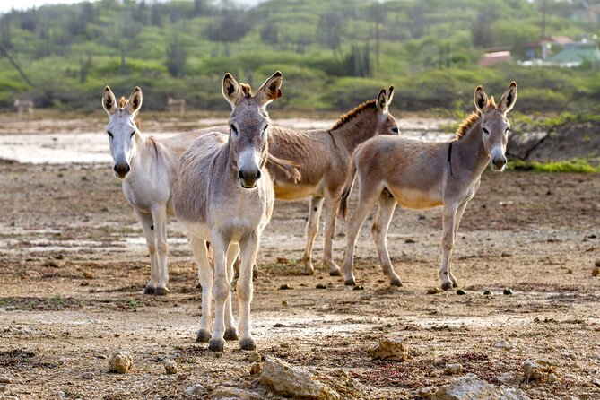 Private Island Tour with Photo Shoot Options Northern Tour - Who Would Enjoy This Tour?
