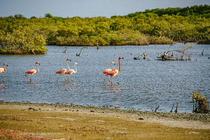 Flamingo Spotting Adventure - What to Expect from the Itinerary