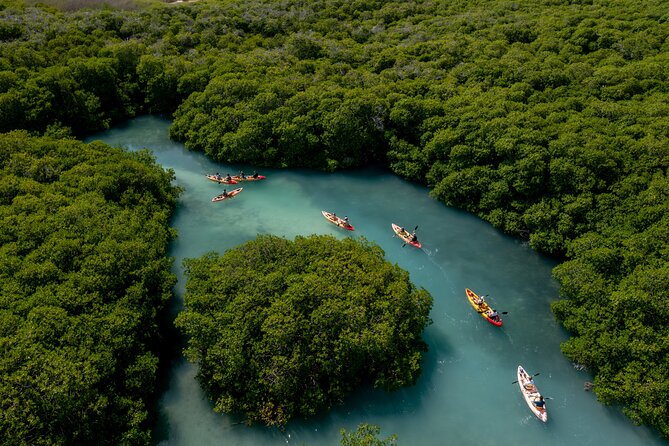 2 Hour Mangrove Kayak and Snorkel Tour - What the Itinerary Looks Like