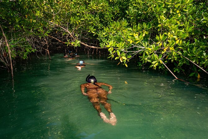 2 Hour Mangrove Kayak and Snorkel Tour - Practical Tips for a Smooth Experience