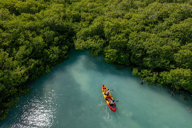2 Hour Mangrove Kayak and Snorkel Tour - Who Should Consider This Tour?
