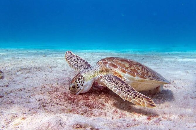 Private Luxury Boat Tour in Bonaire Customize Your Escape - Why This Tour Excels