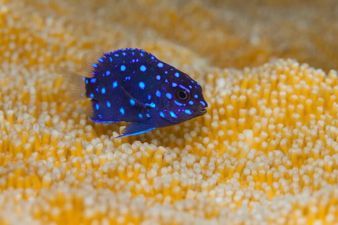 Snorkel Experience in Bonaire - Snorkeling Gear and Comfort