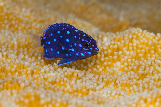 Snorkel Experience in Bonaire - Refreshments and Relaxation