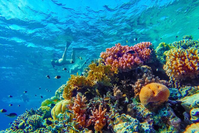 Snorkel Experience in Bonaire - Key Points