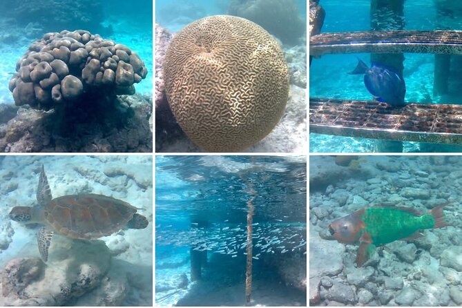 Luxury Sail & Snorkeling - What’s Included and How It Works